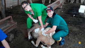 Acadêmicos de Medicina Veterinária realizam aula prática (1)