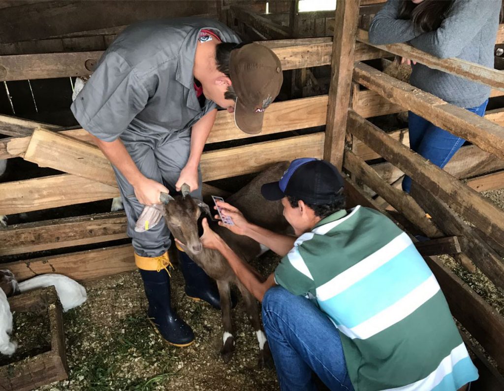 Medicina Veterinária promove aula prática de Ovinocultura e Caprinocultura