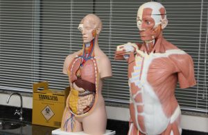 faculdade, guarapuava, medicina, campo real, centro morfofuncional, laboratório, histopatologia, morfofuncional, anatomia, saúde