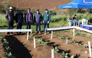 guarapuava, faculdade, campo real, engenharia agronômica, dia de campo, olericultura