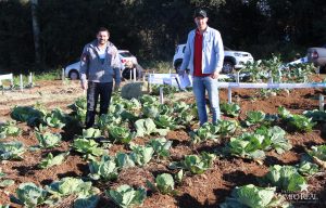 guarapuava, faculdade, campo real, engenharia agronômica, dia de campo, olericultura