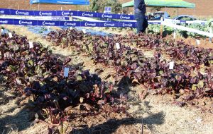 guarapuava, faculdade, campo real, engenharia agronômica, dia de campo, olericultura