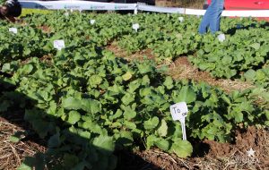 guarapuava, faculdade, campo real, engenharia agronômica, dia de campo, olericultura
