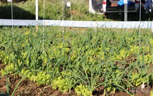 guarapuava, faculdade, campo real, engenharia agronômica, dia de campo, olericultura