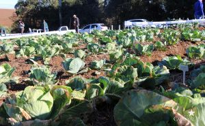 guarapuava, faculdade, campo real, engenharia agronômica, dia de campo, olericultura