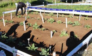 guarapuava, faculdade, campo real, engenharia agronômica, dia de campo, olericultura