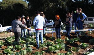 guarapuava, faculdade, campo real, engenharia agronômica, dia de campo, olericultura