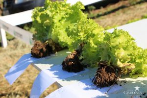 guarapuava, faculdade, campo real, engenharia agronômica, dia de campo, olericultura