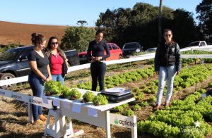 guarapuava, faculdade, campo real, engenharia agronômica, dia de campo, olericultura