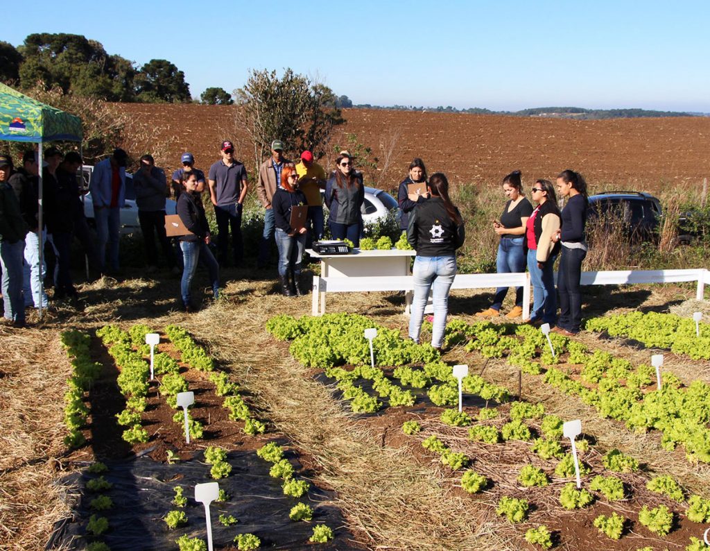 guarapuava,-faculdade,-campo-real,-engenharia-agronômica,-dia-de-campo,-olericultura-(46)