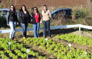guarapuava, faculdade, campo real, engenharia agronômica, dia de campo, olericultura