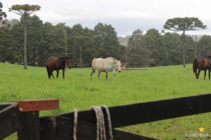 faculdade, guarapuava, campo real, medicina veterinária, jockey club do curitiba