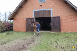 faculdade, guarapuava, campo real, medicina veterinária, jockey club do curitiba