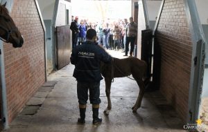 faculdade, guarapuava, campo real, medicina veterinária, jockey club do curitiba