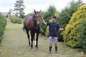 faculdade, guarapuava, campo real, medicina veterinária, jockey club do curitiba