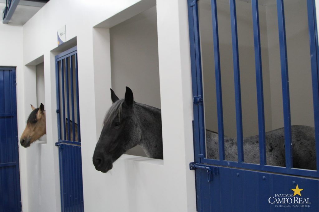 faculdade, guarapuava, medicina veterinária, campo real, departamento veterinário, grandes animais