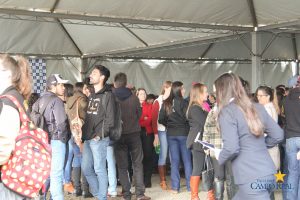 faculdade, guarapuava, medicina veterinária, campo real, departamento veterinário, grandes animais