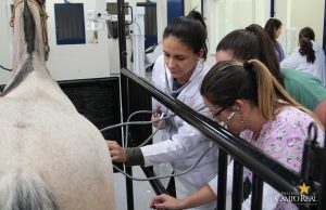 faculdade, guarapuava, medicina veterinária, campo real, departamento veterinário, grandes animais (6)