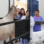 faculdade, guarapuava, medicina veterinária, campo real, departamento veterinário, grandes animais (6)