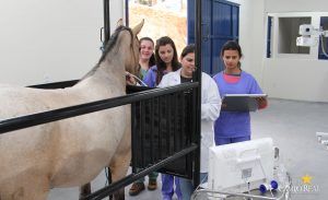 faculdade, guarapuava, medicina veterinária, campo real, departamento veterinário, grandes animais (6)