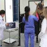 faculdade, guarapuava, medicina veterinária, campo real, departamento veterinário, grandes animais (6)