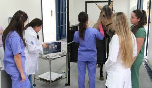 faculdade, guarapuava, medicina veterinária, campo real, departamento veterinário, grandes animais (6)