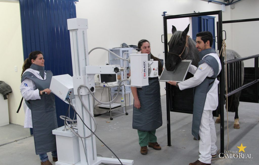 faculdade, guarapuava, medicina veterinária, campo real, departamento veterinário, grandes animais (6)
