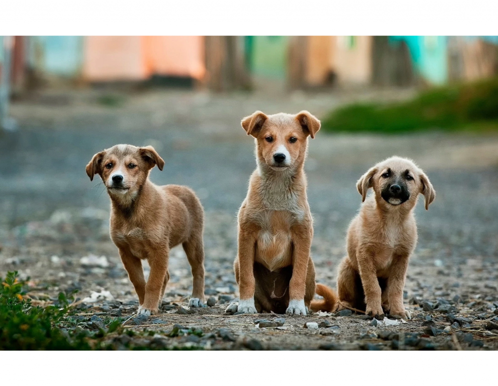 Projeto Social CãoPanha Fome Zero