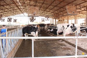 guarapuava, faculdade, campo real, medicina veterinária