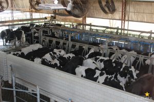 guarapuava, faculdade, campo real, medicina veterinária