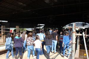 guarapuava, faculdade, campo real, medicina veterinária