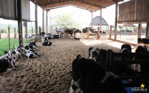 guarapuava, faculdade, campo real, medicina veterinária