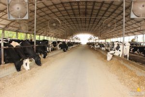 guarapuava, faculdade, campo real, medicina veterinária