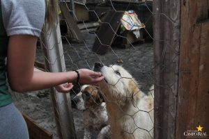 Projeto Social CãoPanha Fome Zero