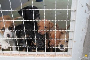 Projeto Social CãoPanha Fome Zero