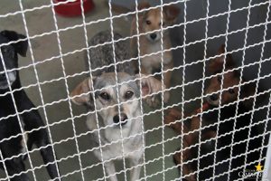 Projeto Social CãoPanha Fome Zero