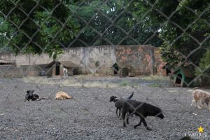 Projeto Social CãoPanha Fome Zero