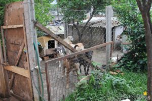Projeto Social CãoPanha Fome Zero