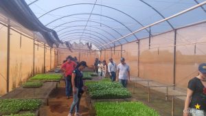 Veiling Holambra