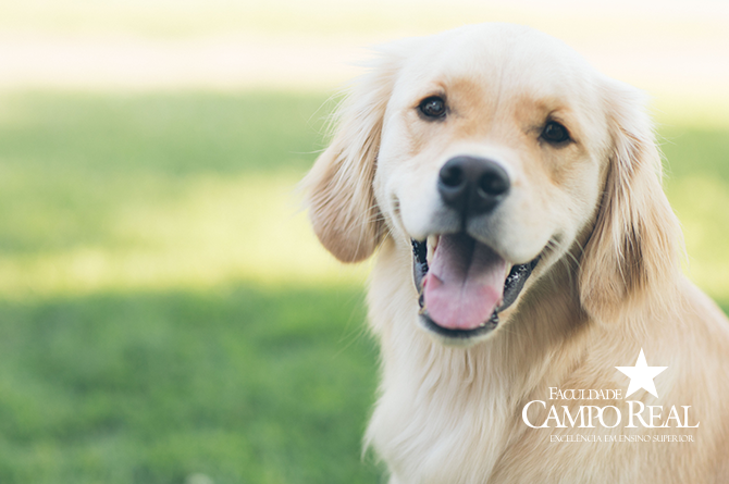 Imagem Cachorro com logo da Campo Real, acupuntura veterinária