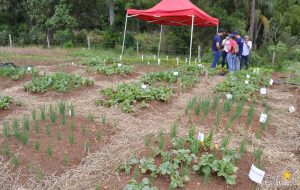 dia de campo, olericultura, guarapuava, campo real, engenharia agronômica