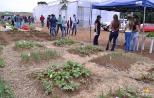 dia de campo, olericultura, guarapuava, campo real, engenharia agronômica