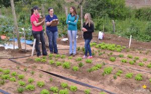 dia de campo, olericultura, guarapuava, campo real, engenharia agronômica