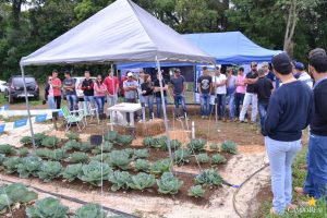 dia de campo, olericultura, guarapuava, campo real, engenharia agronômica