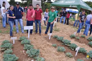 dia de campo, olericultura, guarapuava, campo real, engenharia agronômica