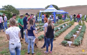 dia de campo, olericultura, guarapuava, campo real, engenharia agronômica