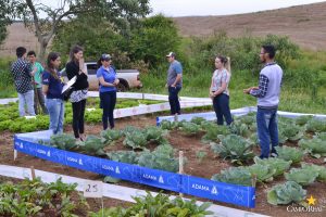 dia de campo, olericultura, guarapuava, campo real, engenharia agronômica