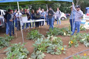 dia de campo, olericultura, guarapuava, campo real, engenharia agronômica