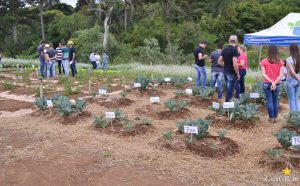 dia de campo, olericultura, guarapuava, campo real, engenharia agronômica