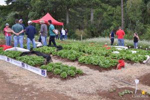 dia de campo, olericultura, guarapuava, campo real, engenharia agronômica